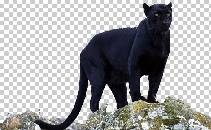 Black Panther Jaguar Leopard Cougar PNG, Clipart, Big Cats, Black Panther, Carnivoran, Cat Like Mammal, Cougar Free PNG Download
