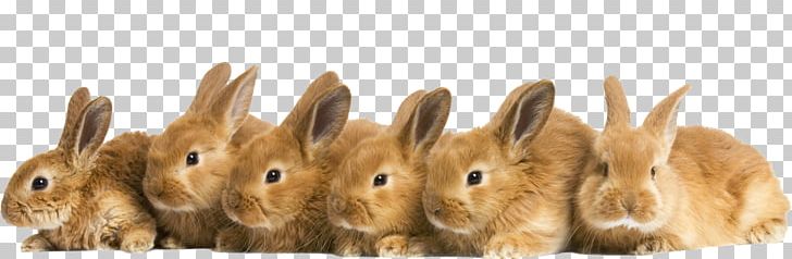European Hare Domestic Rabbit Cuteness Desktop PNG, Clipart, 1080p, Animal, Animal Figure, Animals, Computer Free PNG Download