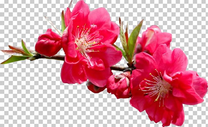 Flower Portable Network Graphics Garden Roses Tulip PNG, Clipart, Azalea, Bahar Cicekleri, Blossom, Branch, Cherry Blossom Free PNG Download