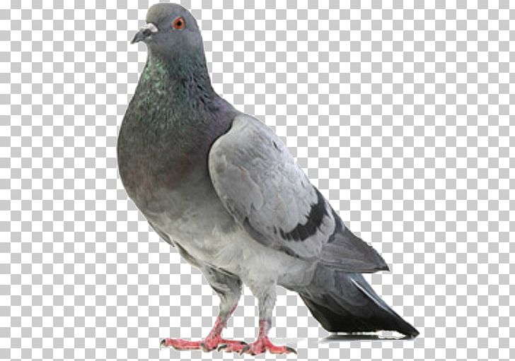 Homing Pigeon Columbidae Bird Stock Photography Feral PNG, Clipart, Animals, Beak, Bird, Columbidae, Domestic Pigeon Free PNG Download