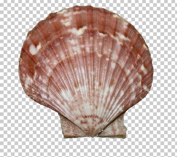Seashell Queen Scallop Bivalvia Wikipedia Great Scallop PNG, Clipart, Bivalvia, Cebuano Wikipedia, Clam, Clams Oysters Mussels And Scallops, Cockle Free PNG Download