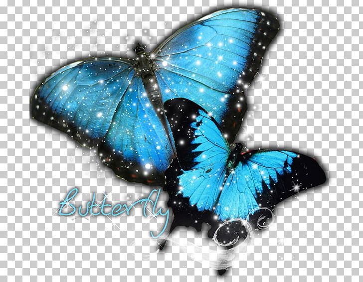 Butterfly Insect PNG, Clipart, Animal, Arthropod, Brush Footed Butterfly, Butterflies And Moths, Butterfly Free PNG Download