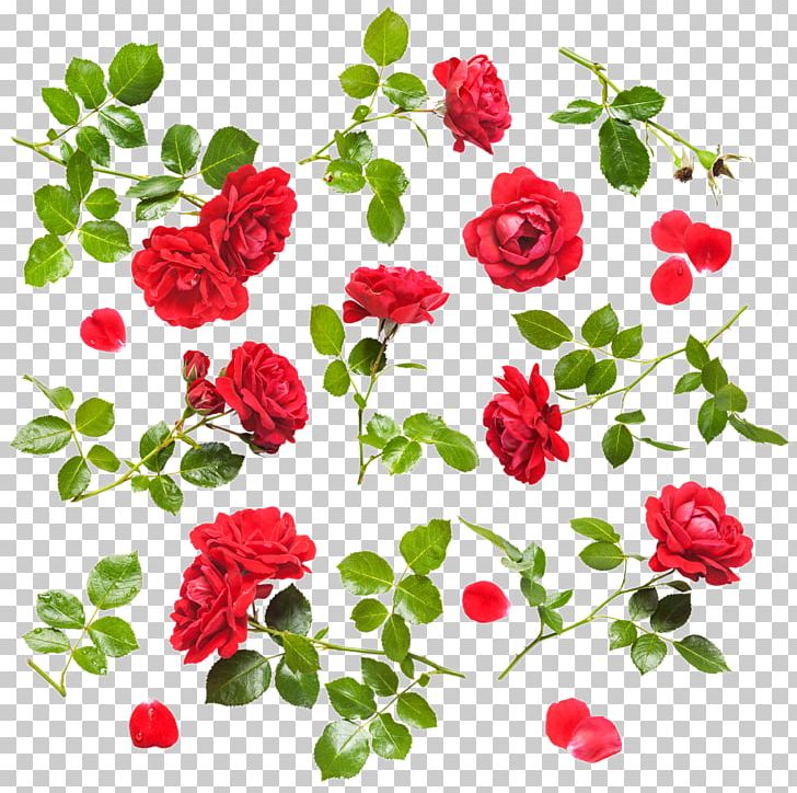 Rose Stock Photography Flower Drop PNG, Clipart, Annual Plant, Artificial Flower, Branch, Flower Arranging, Flowers Free PNG Download
