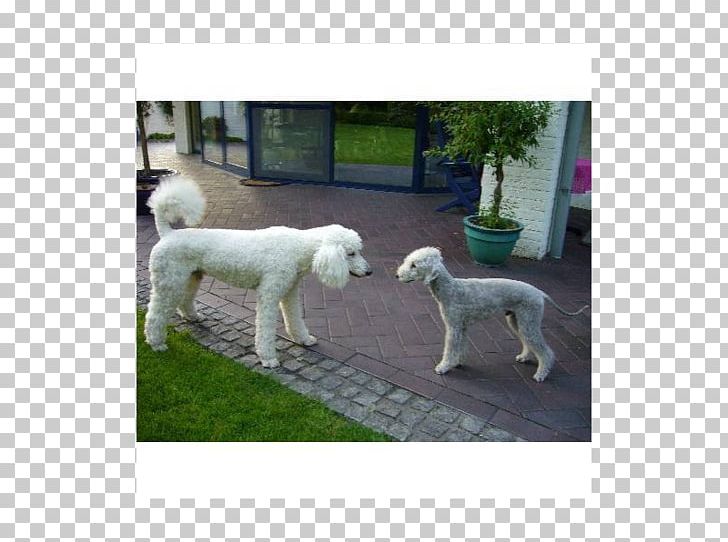 Standard Poodle Lagotto Romagnolo Dog Breed Breed Group (dog) PNG, Clipart, Breed, Breed Group Dog, Carnivoran, Crossbreed, Dog Free PNG Download