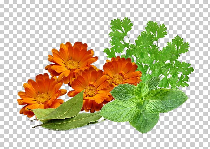 Sunlight Homo Sapiens Symptom Summer PNG, Clipart, Annual Plant, Body, Calendula, Calendula Officinalis, Candidiasis Free PNG Download