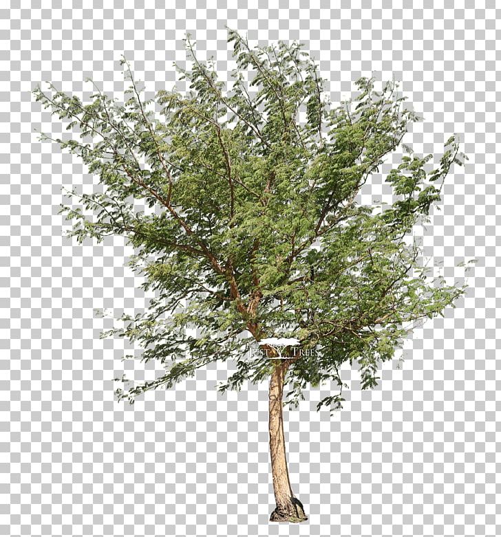 Tree Vachellia Xanthophloea Acacia Galpinii PNG, Clipart, Acacia, Acacia Galpinii, Acacia Sieberiana, Afrocarpus Falcatus, Birch Free PNG Download