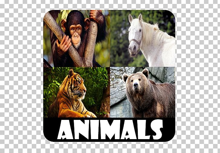 Animal Sounds For Kids Android PNG, Clipart, Amazon Animals, Android,  Download, Fauna, Google Free PNG Download