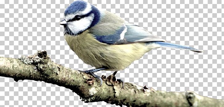 Eurasian Blue Tit Bird Great Tit Kastanienbaum PNG, Clipart, Animal, Animals, Beak, Bird, Bird Feeders Free PNG Download