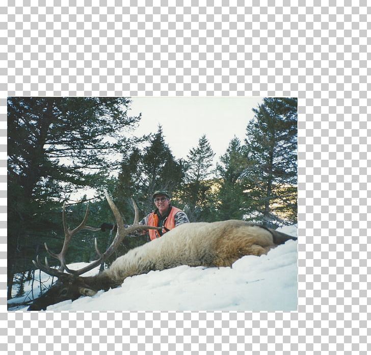 Yellowstone National Park Elk Hunting Outfitter Fair Chase PNG, Clipart, Conservation, Elk, Fair Chase, Fauna, Guide Free PNG Download