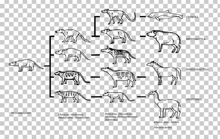 Carnivora Odd-toed Ungulates Cladogram Phylogenetics PNG, Clipart, Angle, Art, Auto Part, Black And White, Carnivora Free PNG Download