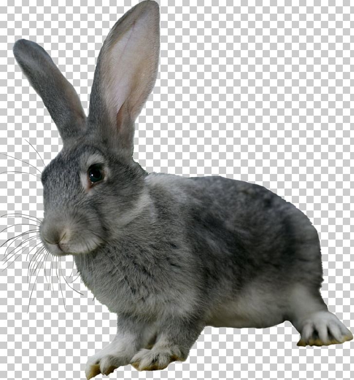 Hare Domestic Rabbit PNG, Clipart, Animal, Animals, Animation, Domestic Rabbit, Fauna Free PNG Download