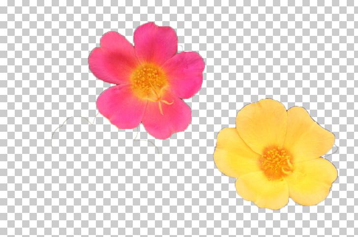 Yellow Petal Red Blue PNG, Clipart, Beach Rose, Blue, Color, Flower, Flower Bouquet Free PNG Download