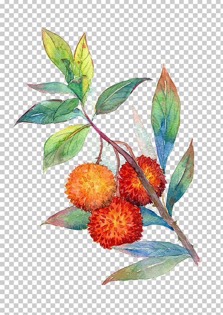 Cherry Fruit Auglis Illustration PNG, Clipart, Branch, Cherry, Cherry Blossom, Christmas Tree, Drawing Free PNG Download