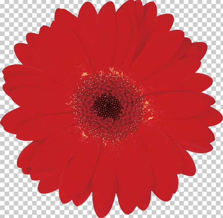 Amazon.com Dust Customer Independence Day PNG, Clipart, Amazoncom, App Store, Chrysanths, Customer, Cut Flowers Free PNG Download