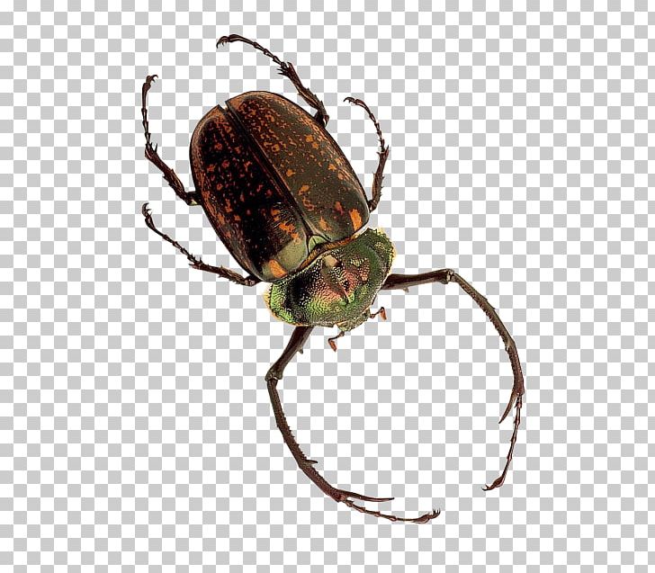 Japanese Rhinoceros Beetle Dung Beetle Weevil PNG, Clipart, Animal, Animals, Arthropod, Beetle, Computer Icons Free PNG Download