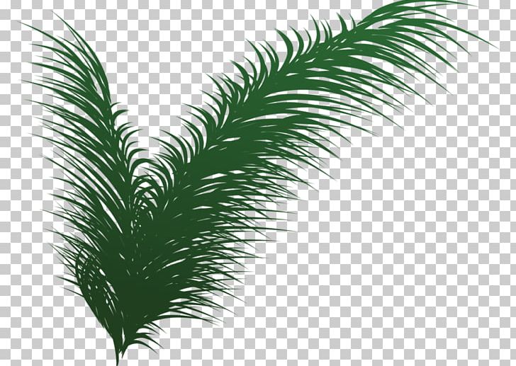 Leaf Tree Evergreen PNG, Clipart, Agac, Agaclar, Arecales, Bahar, Branch Free PNG Download