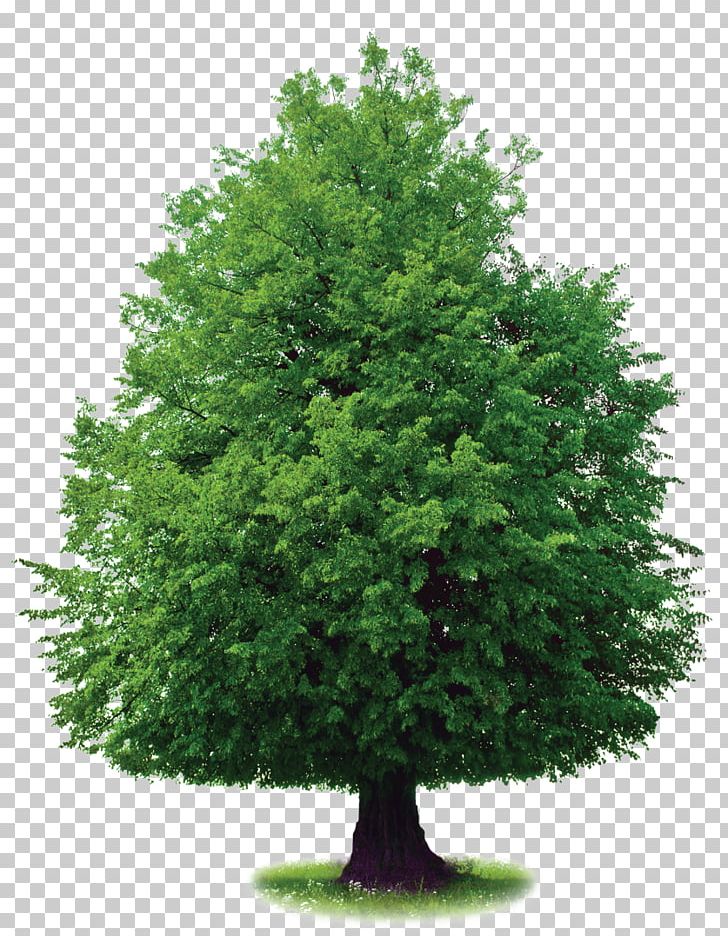 Tree Stock Photography PNG, Clipart, Biome, Conifer, Depositphotos, Evergreen, Fir Free PNG Download