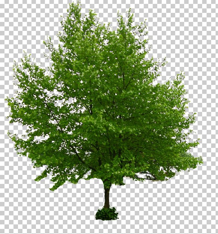 Tree Stock Photography Norway Maple PNG, Clipart, Ash, Askur, Branch, Conifers, Download Free PNG Download