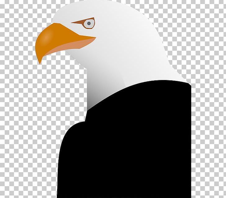 Bald Eagle PNG, Clipart, Bald Eagle, Beak, Bird, Bird Of Prey, Computer Icons Free PNG Download