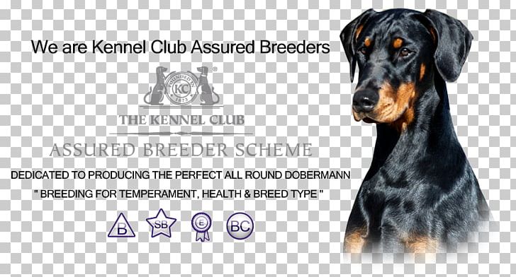 Dobermann Dog Breed I-Spy Dogs Pinscher Guard Dog PNG, Clipart, Book, Breed, Carnivoran, Dobermann, Dog Free PNG Download