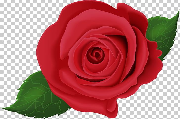 Garden Roses Cabbage Rose Floribunda China Rose PNG, Clipart, Angus Cattle, Beef Cattle, Cabbage Rose, China Rose, Clip Art Free PNG Download