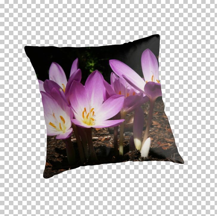 Throw Pillows Cushion Violet Flowering Plant PNG, Clipart, Cushion, Flower, Flowering Plant, Furniture, Petal Free PNG Download
