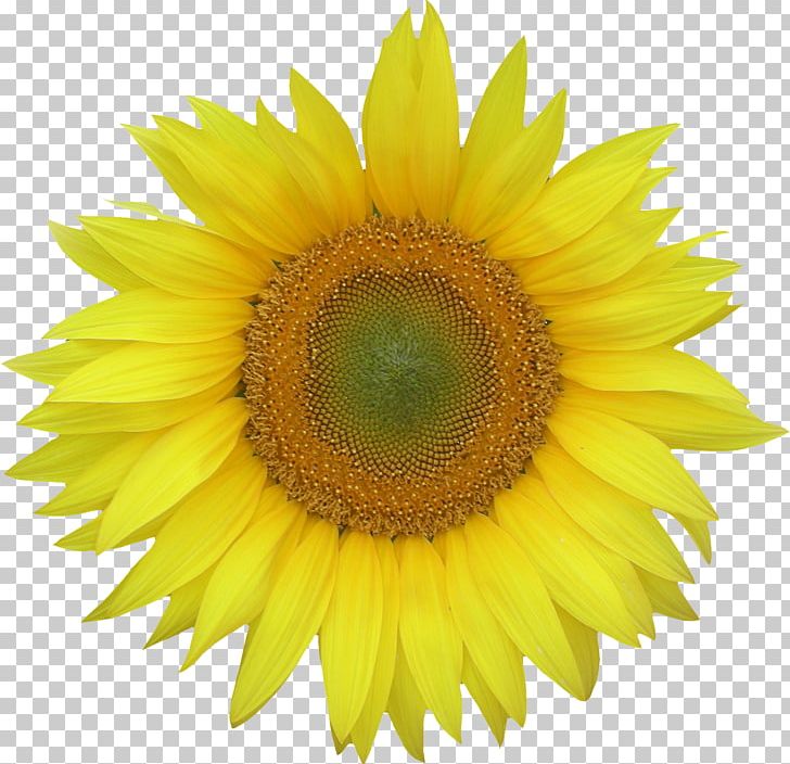 Common Sunflower PNG, Clipart, Art, Closeup, Common Sunflower, Daisy Family, Download Free PNG Download