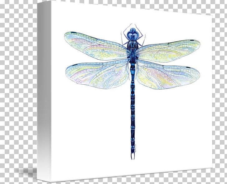 Dragonfly Insect Watercolor Painting Drawing PNG, Clipart, Art, Arthropod, Canvas, Dragonflies And Damseflies, Dragonfly Free PNG Download