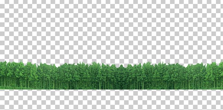 Lawn Grasses Green Angle Pattern PNG, Clipart, Angle, Black Forest, Family, Forest, Forest Animal Free PNG Download