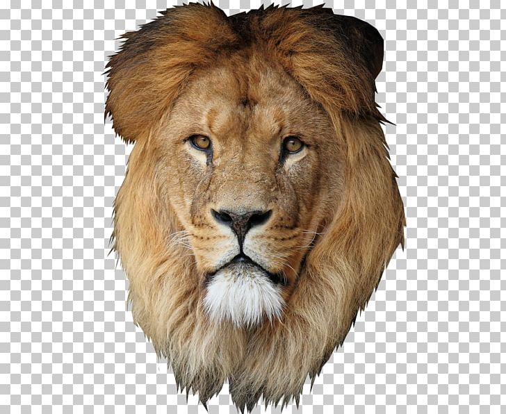 Lion Desktop Cecil PNG, Clipart, Animal, Animals, Avatar, Bbcode, Big Cats Free PNG Download