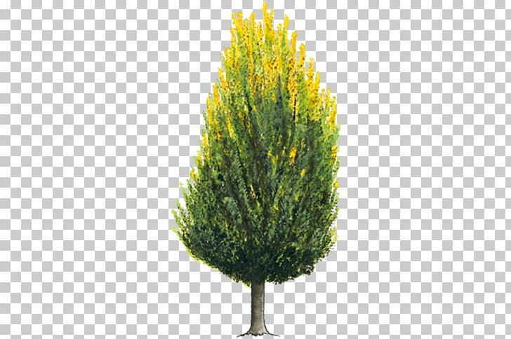 Tree Arborvitae Evergreen Shrub Cupressus PNG, Clipart, Arborvitae, Branch, Conifer, Conifer Cone, Conifers Free PNG Download