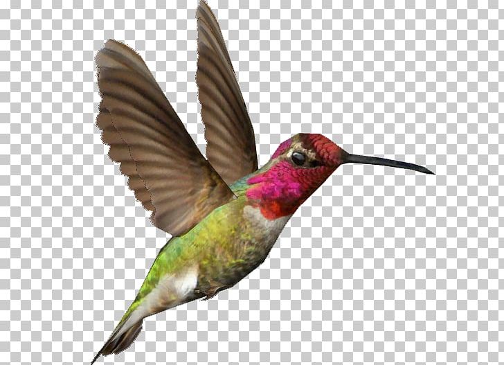 Zoo Tycoon 2 Hummingbird PNG, Clipart, Animal, Animals, Annas Hummingbird, Beak, Bird Free PNG Download
