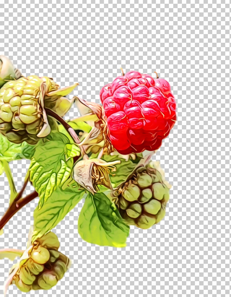 Raspberry Natural Foods Superfood PNG, Clipart, Natural Foods, Paint, Raspberry, Superfood, Watercolor Free PNG Download