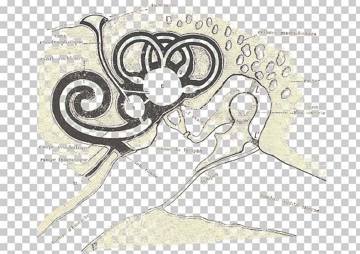 Carnivora Line Art Sketch PNG, Clipart, Art, Artwork, Carnivora, Carnivoran, Cartoon Free PNG Download