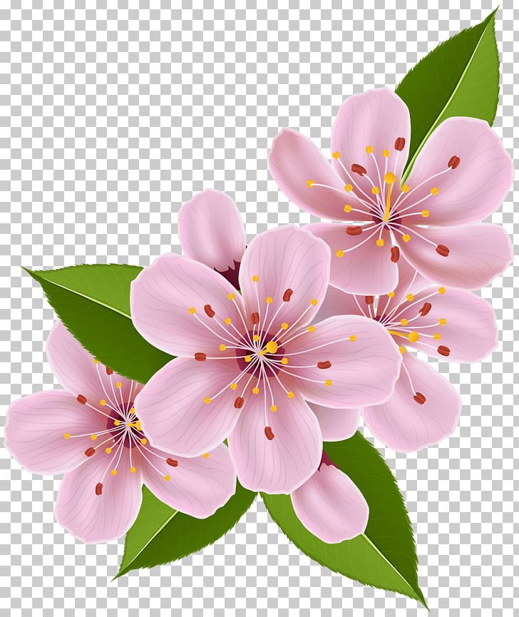 Cherry Blossom Flower Paper PNG, Clipart, Blossom, Branch, Cherry Blossom, Clip Art, Desktop Wallpaper Free PNG Download