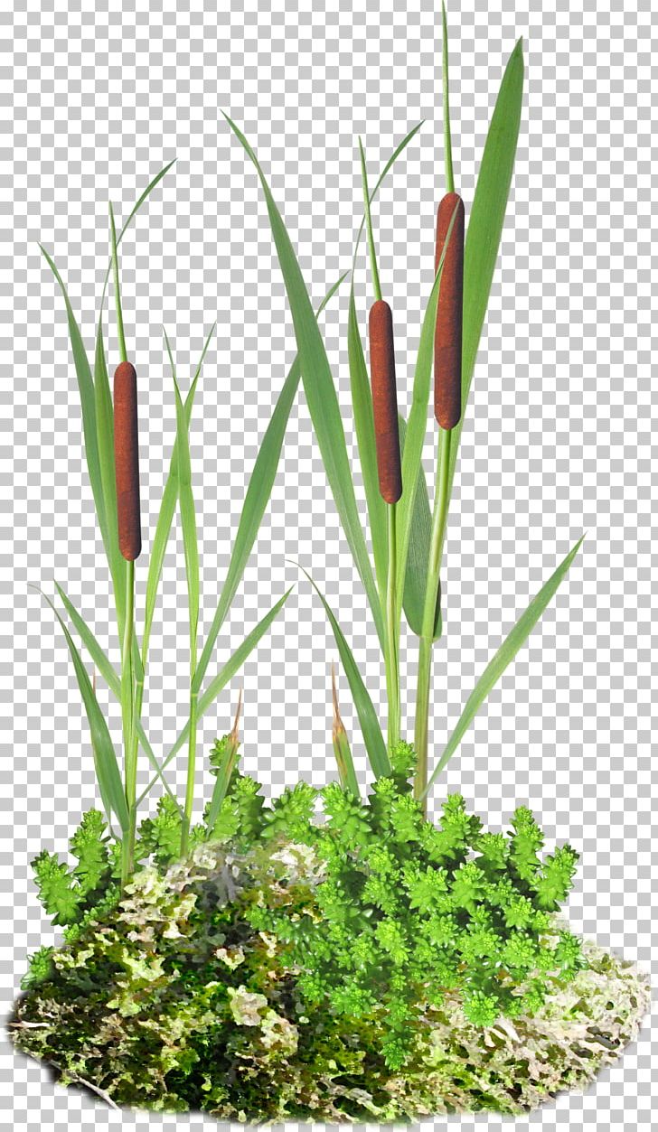 Scirpus Information Cattail PNG, Clipart, 2016, Acorn, Digital Image, Drawing, Flower Free PNG Download