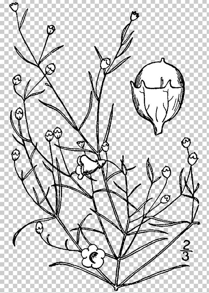 Agalinis Gattingeri Line Art Plant Drawing PNG, Clipart, Agalinis Maritima, Agalinis Purpurea, Black And White, Branch, Diagram Free PNG Download