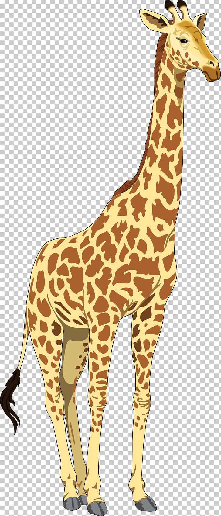 Baby Giraffes PNG, Clipart, Animal Figure, Animals, Animation, Baby, Baby Giraffes Free PNG Download