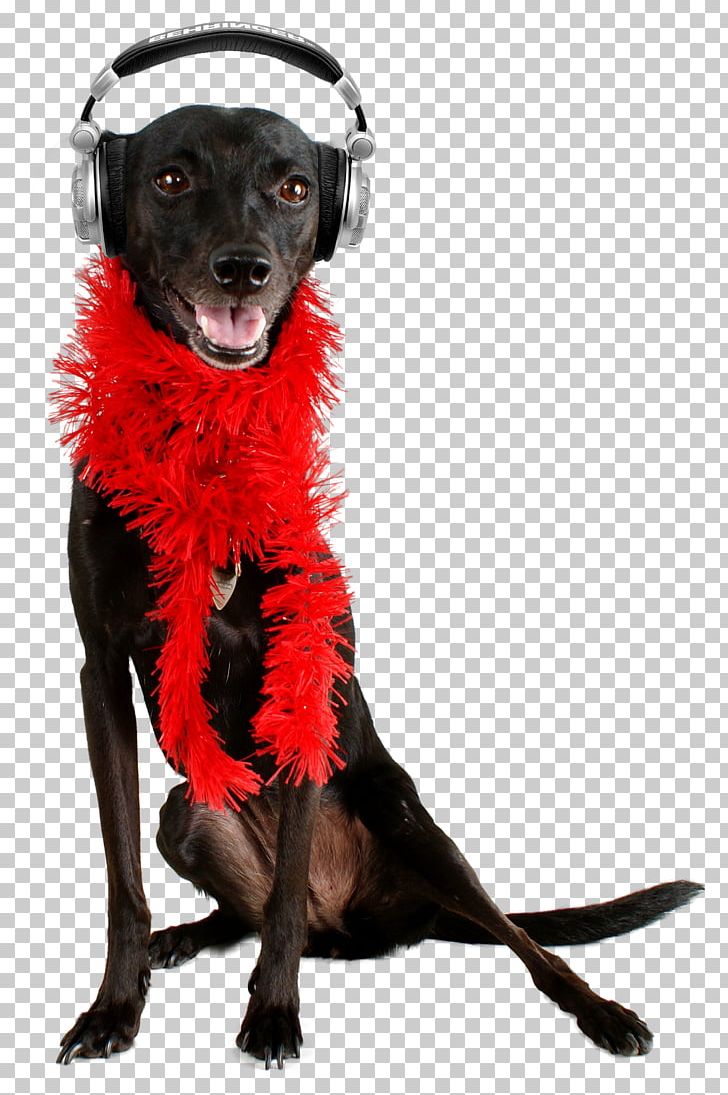Black Dog Puppy Hovawart Pet Poodle PNG, Clipart, Animals, Black Dog, Carnivoran, Companion Dog, Dog Free PNG Download