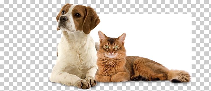 Cat Dog Veterinarian Pet Shop PNG, Clipart, Animal Shelter, Carnivoran, Castration, Cat, Cat Like Mammal Free PNG Download
