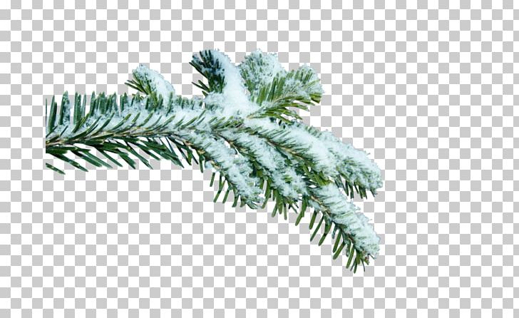 Spruce Twig Branch Fir PNG, Clipart, Branch, Conifer, Evergreen, Fir, Others Free PNG Download