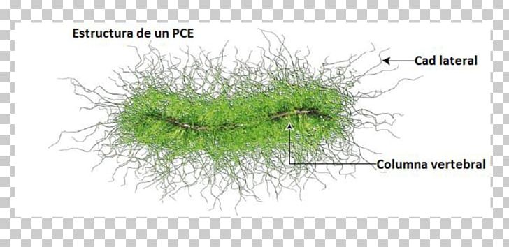 Grasses Plant Stem Tree Family PNG, Clipart, Family, Grass, Grasses, Grass Family, Organism Free PNG Download