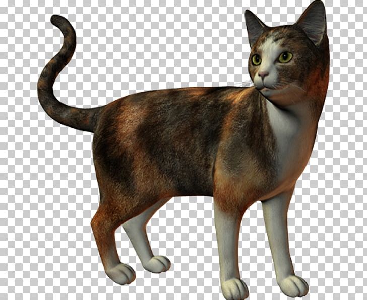 European Shorthair Manx Cat American Wirehair Burmese Cat German Rex PNG, Clipart, American Wirehair, Asian, Burmese, Burmese Cat, Carnivoran Free PNG Download