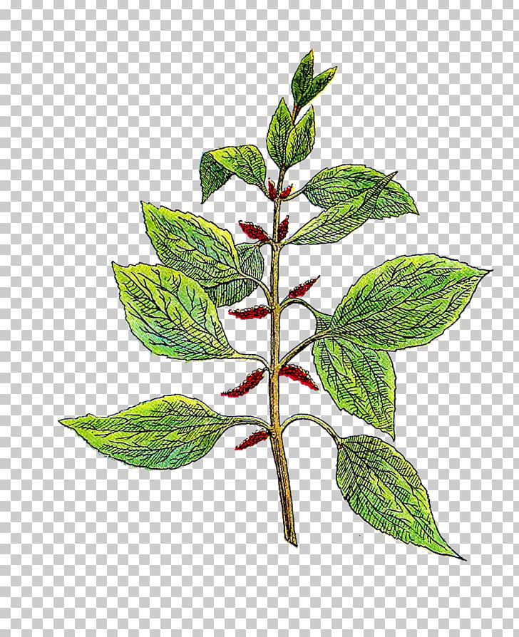 Herb Botanical Garden Botany PNG, Clipart, Botanical Garden, Botanical Illustration, Botany, Branch, Chamomile Free PNG Download