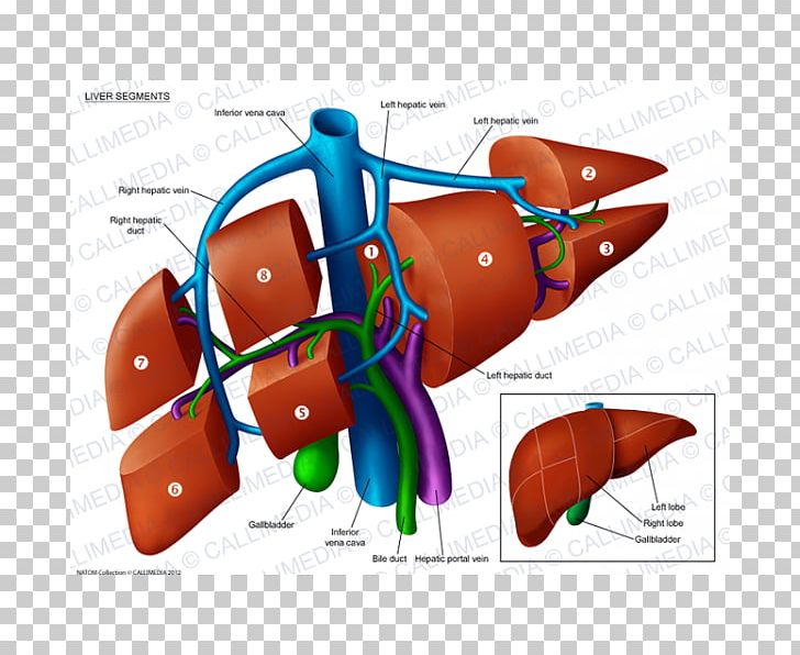 Liver Segment Anatomy Portal Vein Hepatic Veins PNG, Clipart, Anatomi, Anatomy, Automotive Design, Common Bile Duct, Finger Free PNG Download