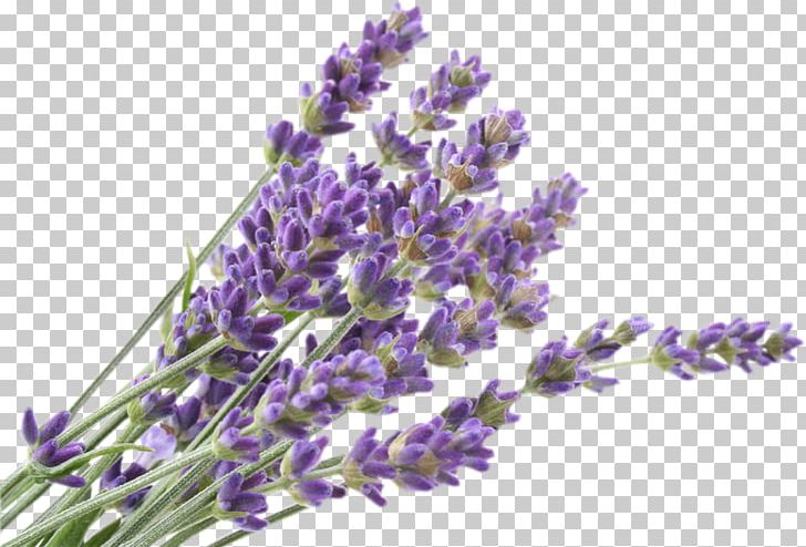 English Lavender Flower French Lavender Lavandula Dentata Lavandula Pedunculata PNG, Clipart, Candle, Duvar Resmi, English Lavender, Essential Oil, Flower Free PNG Download