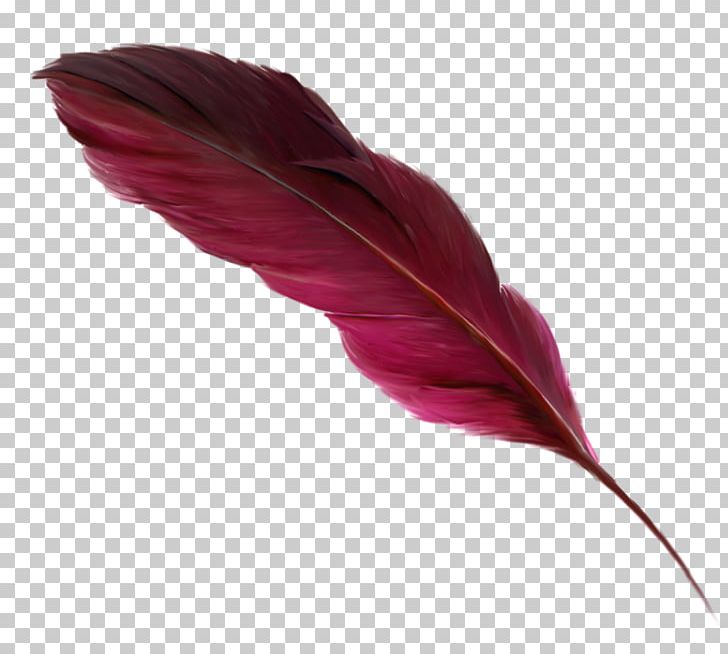 Feather Bird Quill Paper Owl PNG, Clipart, Barn Owl, Bird, Feather, Leaf, Magenta Free PNG Download