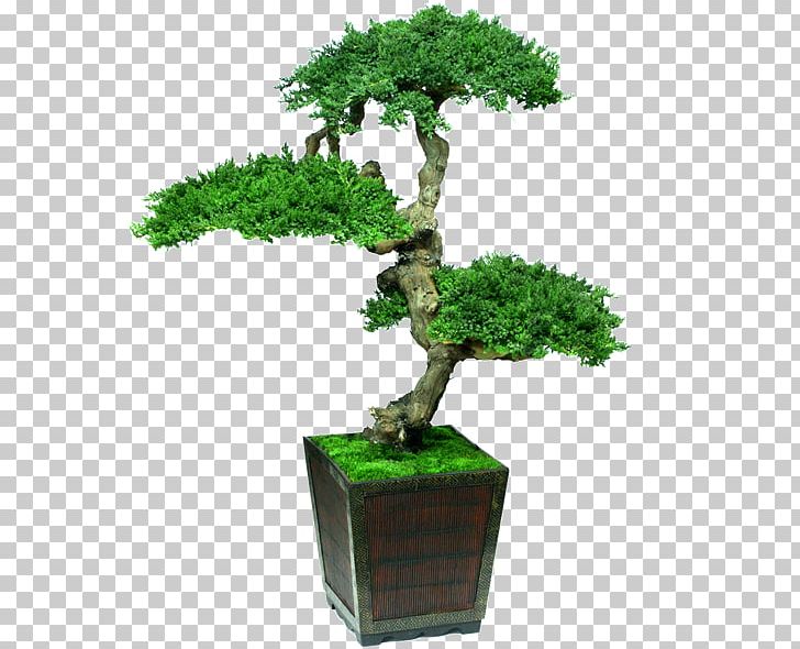 Indoor Bonsai Tree Houseplant Decorative Arts PNG, Clipart, Arecaceae, Bonsai, Bonsai Cultivation And Care, Bonsai Tree, Cupressus Free PNG Download