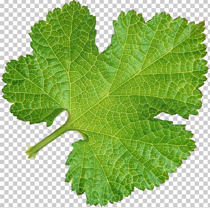 Leaf Green Photography Tree PNG, Clipart, Download, Grape Leaves, Grapevine Family, Green, Herb Free PNG Download