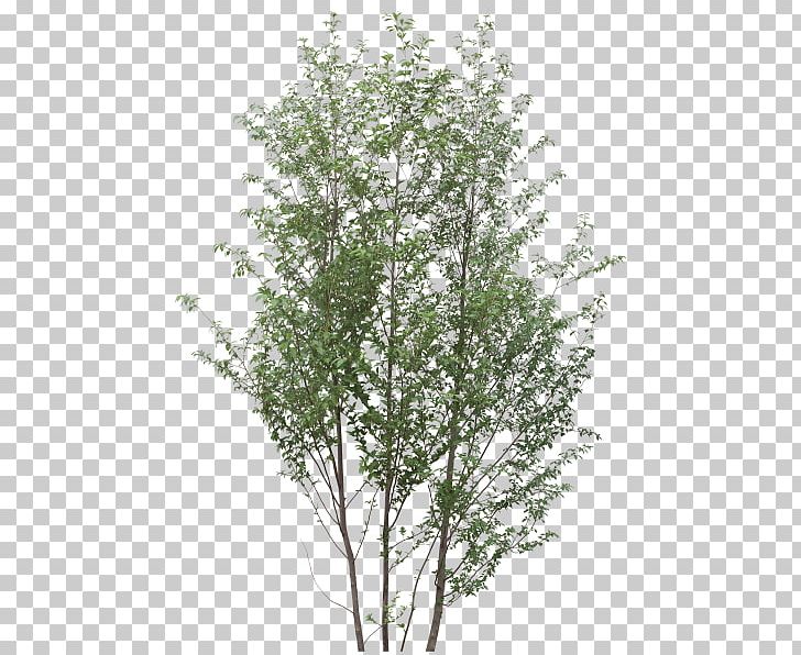 Shrub Tree Twig Plant PNG, Clipart, Agac, Birch, Branch, Evergreen, Flowering Plant Free PNG Download